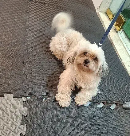 سگ شیتزو|سگ|تبریز, |دیوار