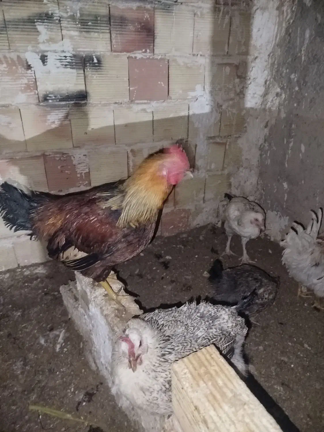 مرغ وخروس|حیوانات مزرعه|محمدیه-قزوین, |دیوار