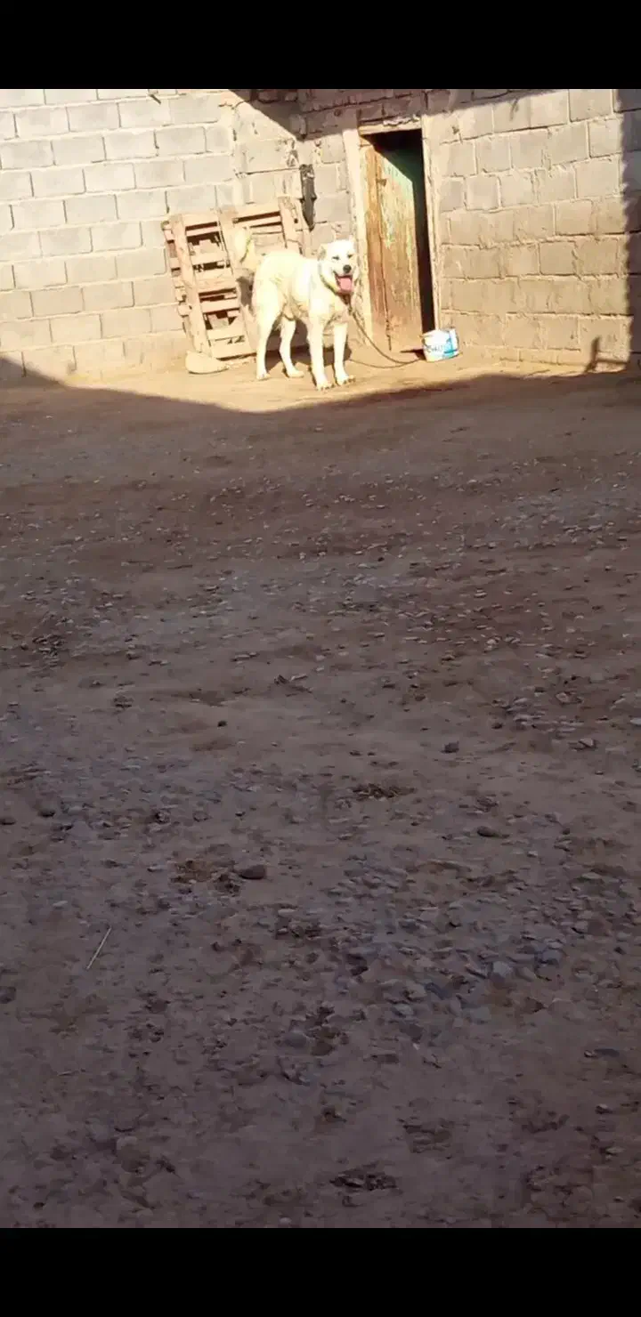 سگ سراب|سگ|نظر کهریزی, |دیوار