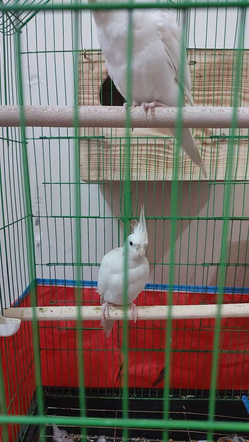 عروس هلندی|پرنده|بندرعباس, |دیوار