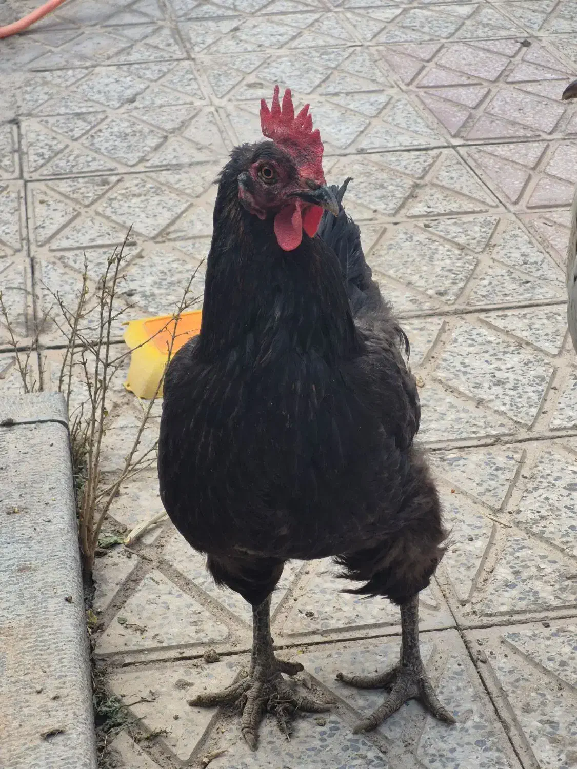 دو عدد خروس زیبا، هیکلی ومرغ جمع کن ویک مرغ بلک کپ|حیوانات مزرعه|فولادشهر, B1|دیوار