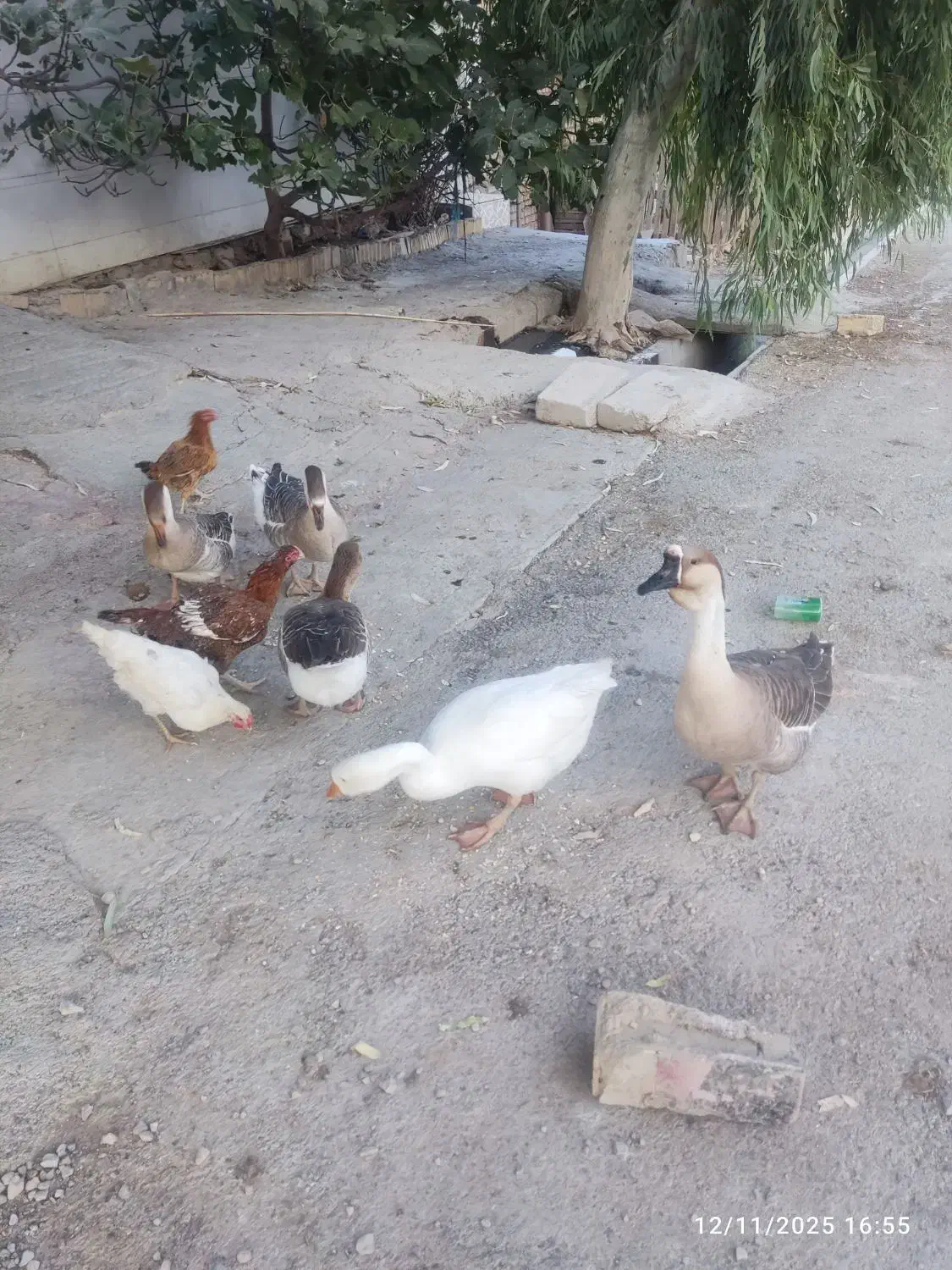 قوغاز|حیوانات مزرعه|آبدانان, |دیوار