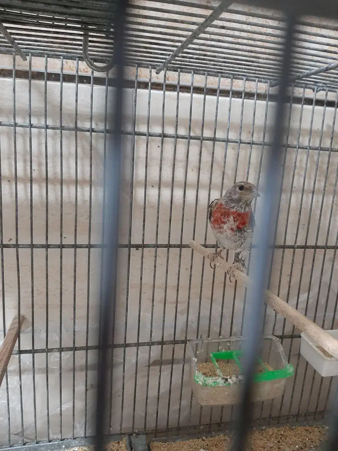 انواع پرنده سهره قناری طوطی گلدین فنج|پرنده|سمنان, |دیوار