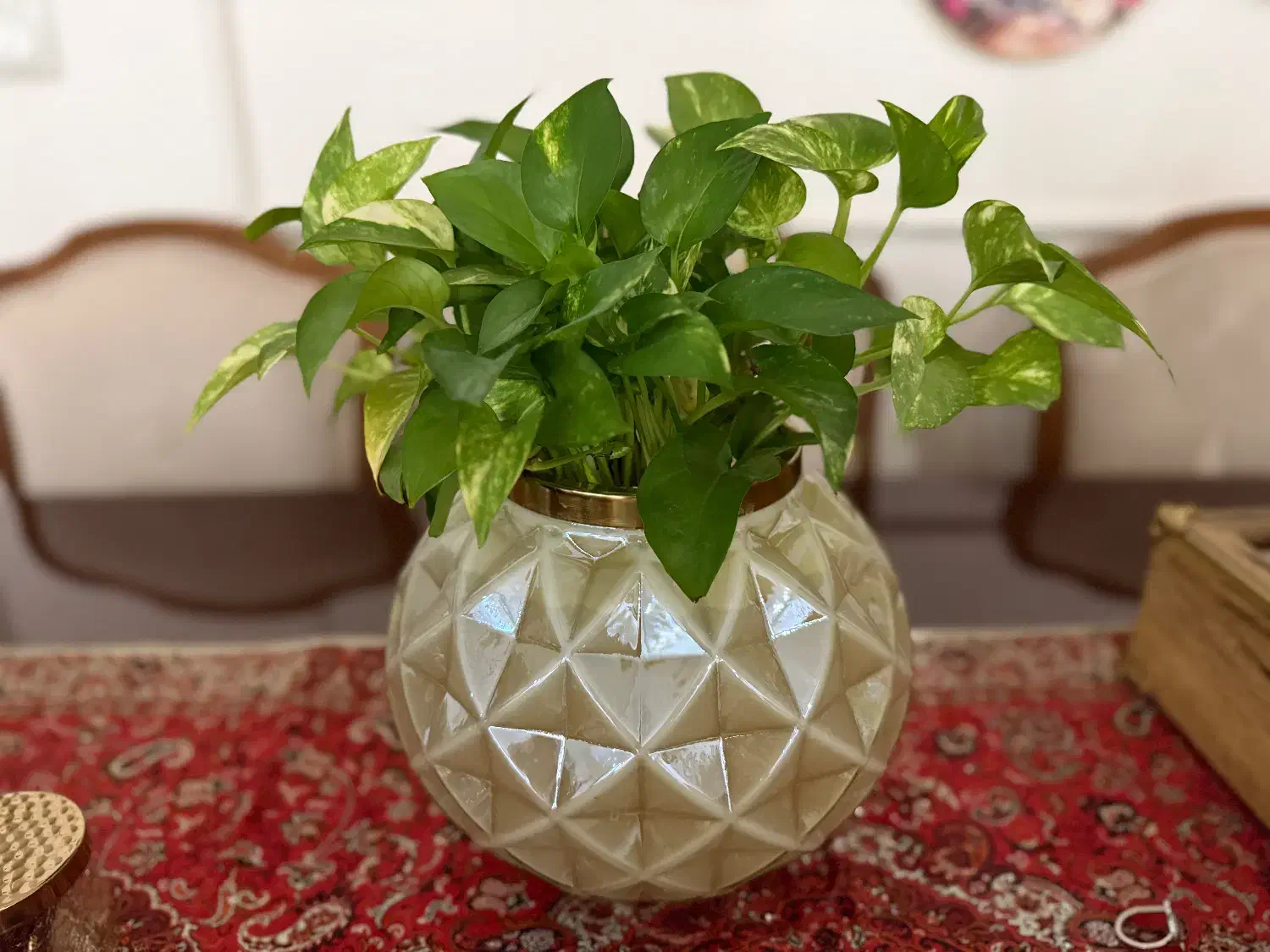 گل و گلدان|گل و گیاه طبیعی|تهران, بهار|دیوار