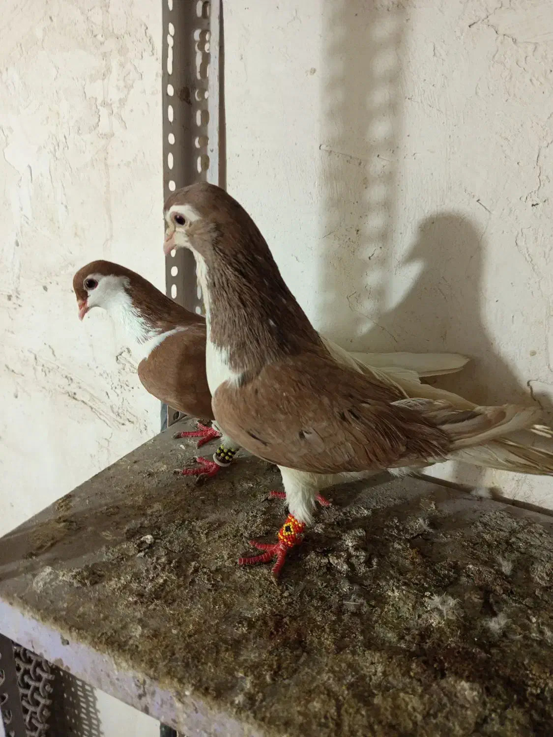 کالا|پرنده|گتوند, |دیوار