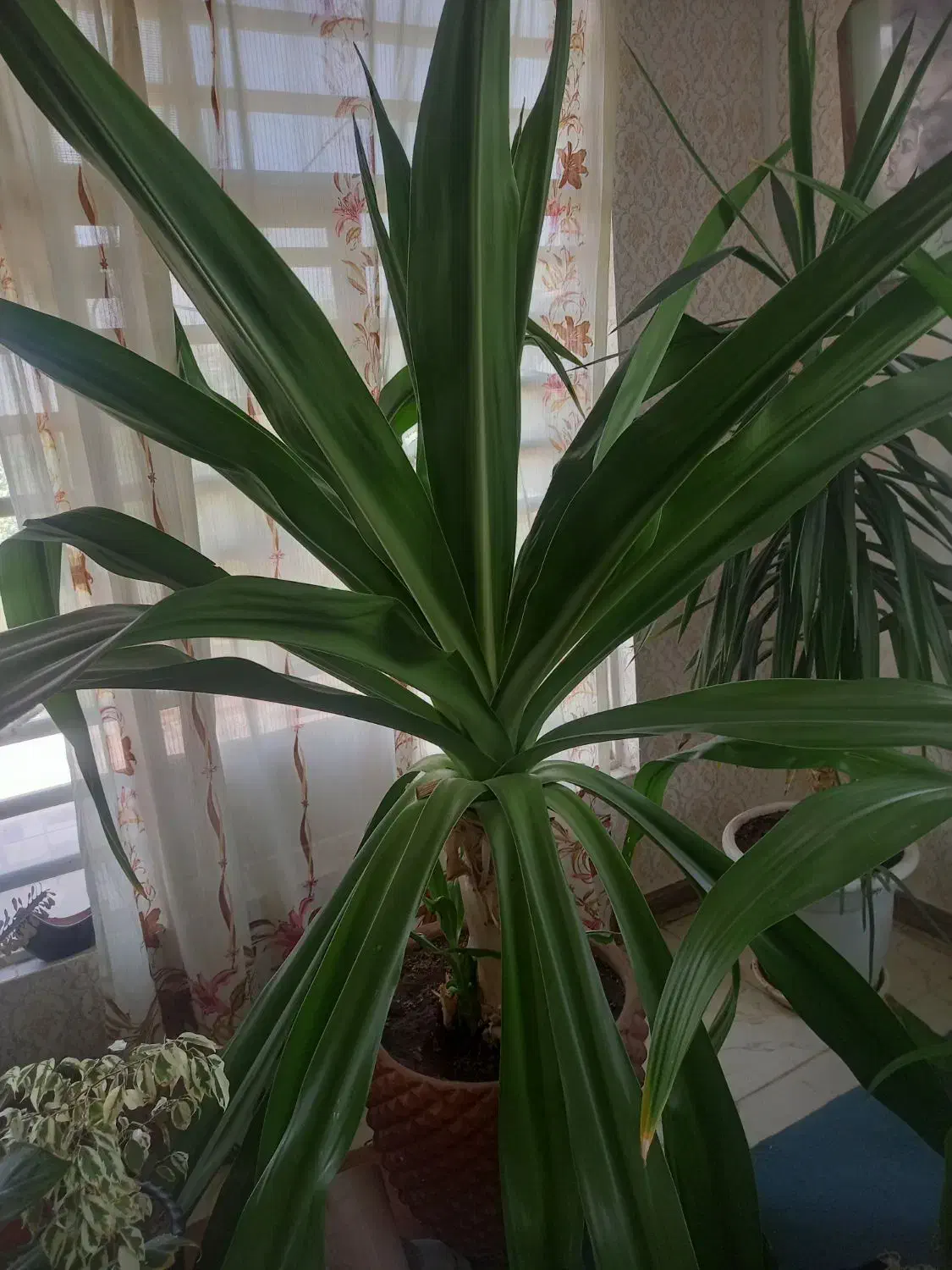 امتیاز واحدریسی بلوارهجرت|پیشفروش املاک|سیرجان, |دیوار