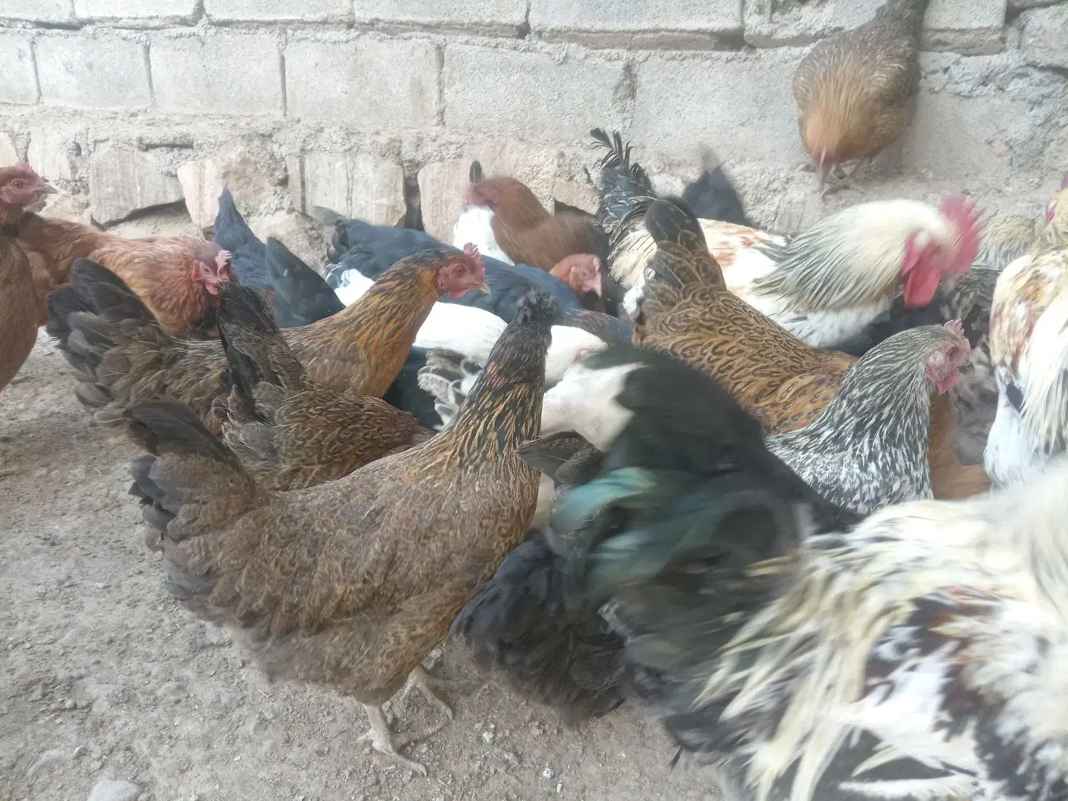 مرغ تخمی|حیوانات مزرعه|رادکان, |دیوار