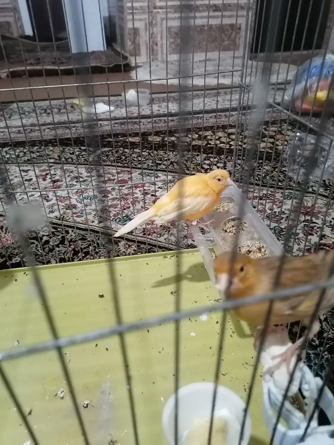 سه عدد قناری ماده آماده|پرنده|شیراز, قلعه نو|دیوار