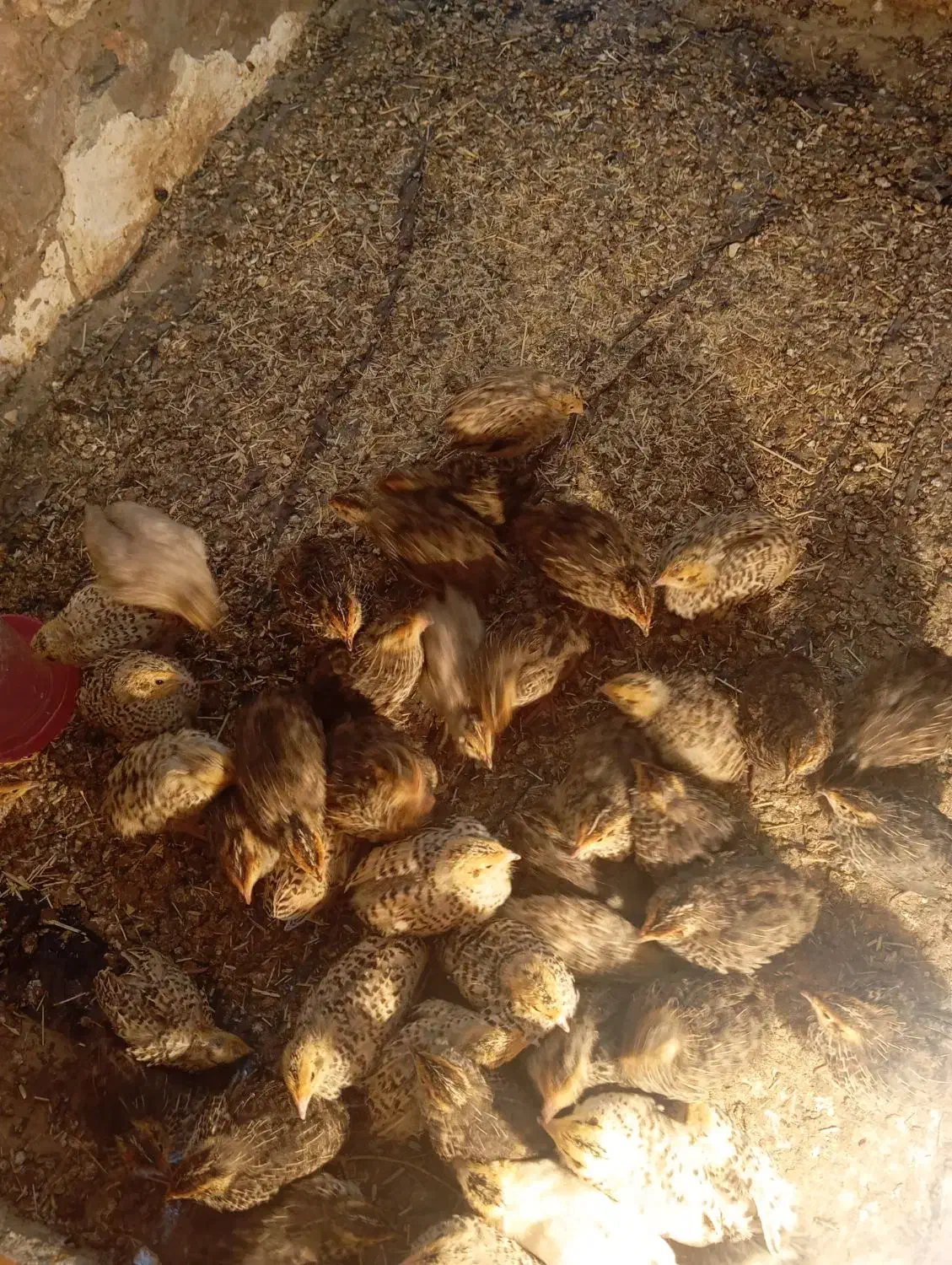 بلدرچین|حیوانات مزرعه|زابل, |دیوار