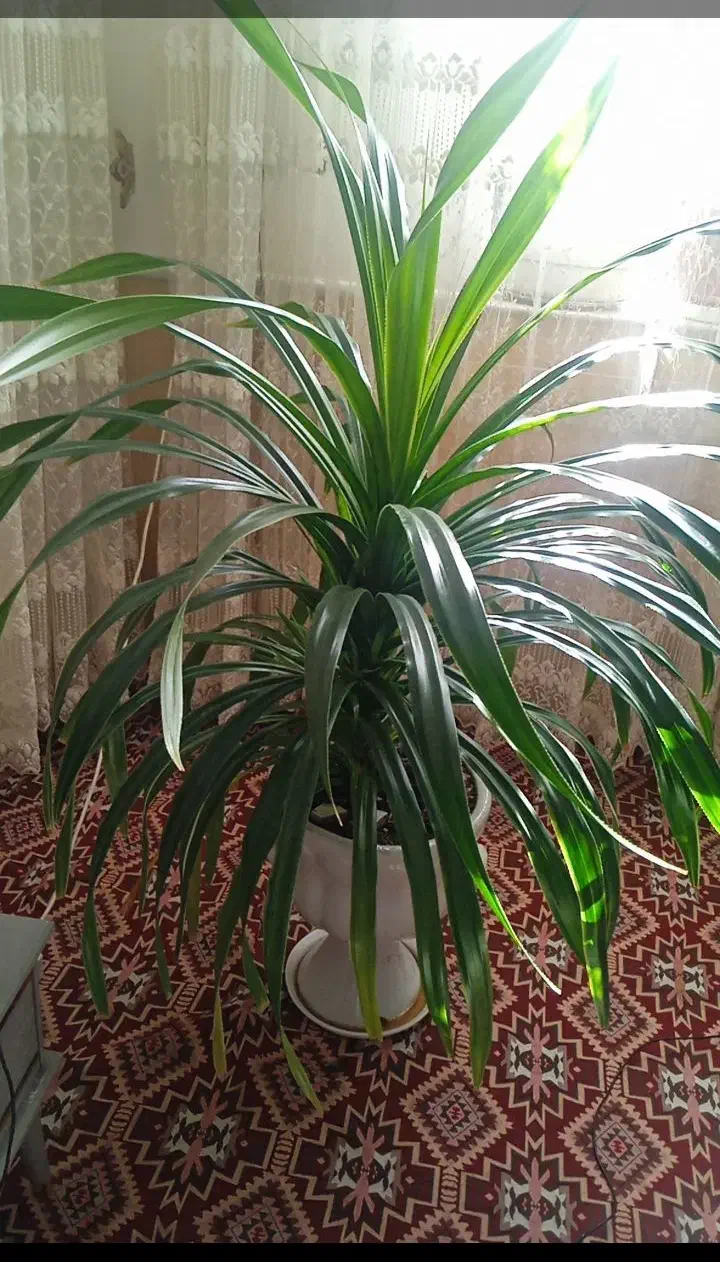 گل پاندانوس|گل و گیاه طبیعی|نیشابور, فضل|دیوار