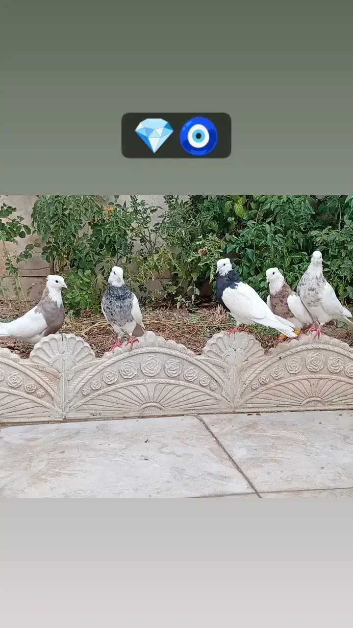 طوقی رنگی|پرنده|نجفآباد, یزدانشهر|دیوار