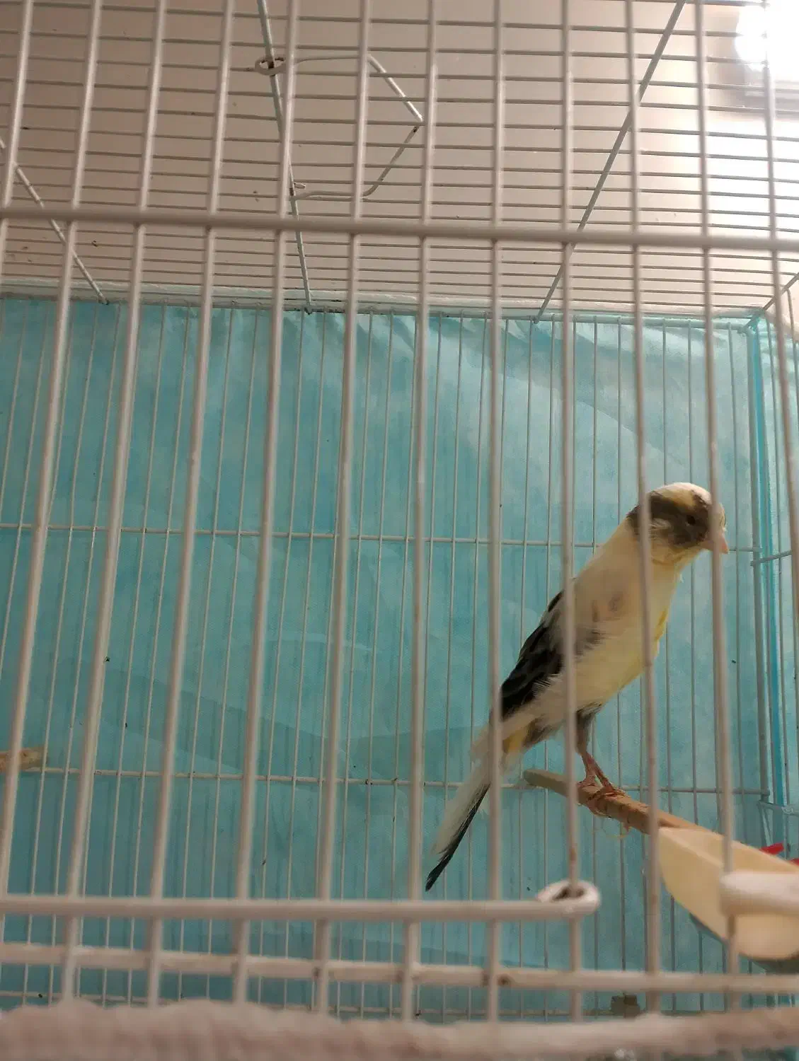 قناری ماده سوپری|پرنده|مشهد, بهمن|دیوار