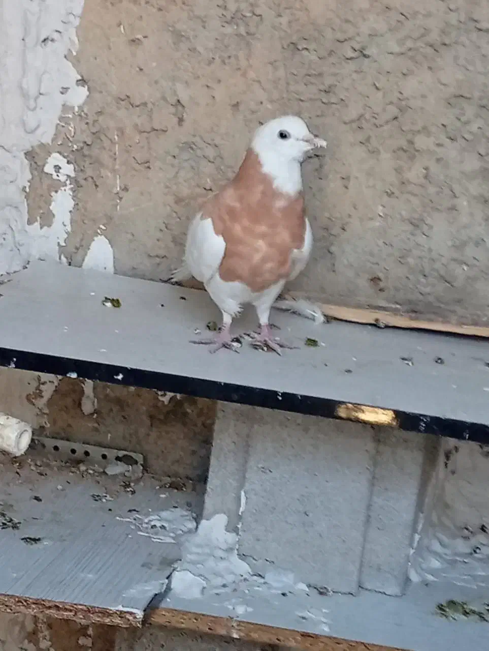 فروش ویژه کفتر معاوزه با پرنده قفسی هم دارم|پرنده|چرام, |دیوار