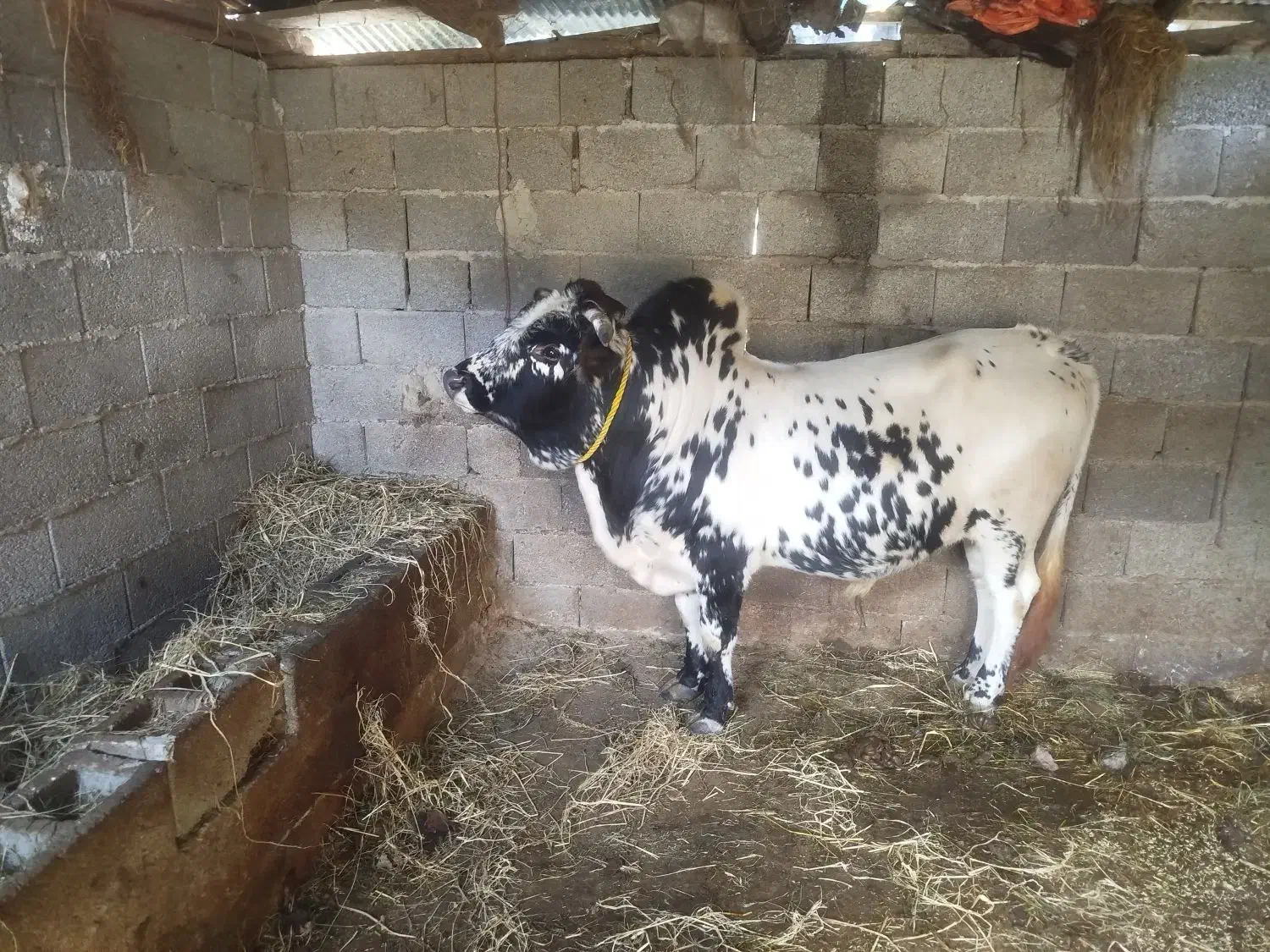 گوساله|حیوانات مزرعه|ماکلوان, |دیوار