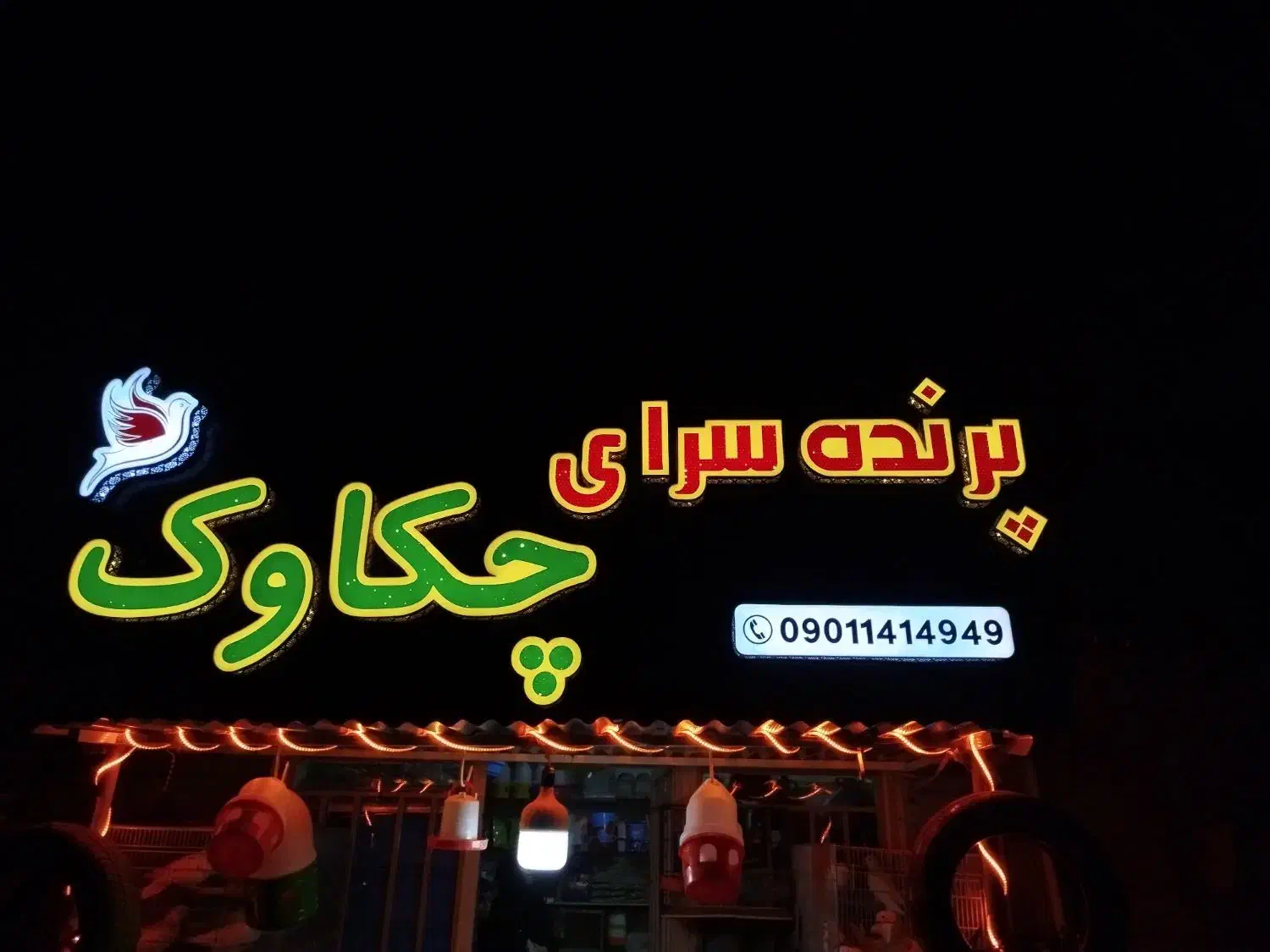 کبوتران زینتی ساعتی مسافتی|پرنده|ایوان, |دیوار