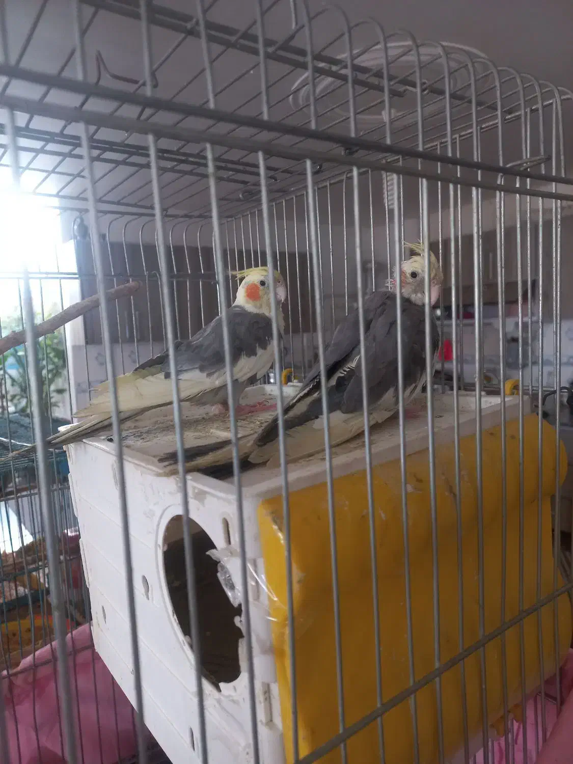 فروشعروسهلندیمولد|پرنده|کبودرآهنگ, |دیوار