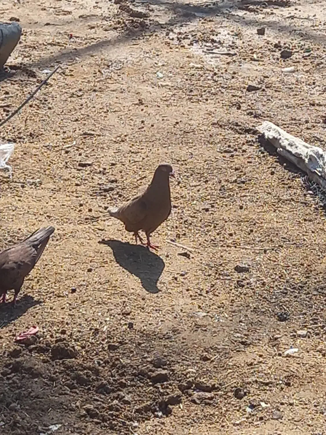 کفتر سوسنی|پرنده|امیدیه, |دیوار