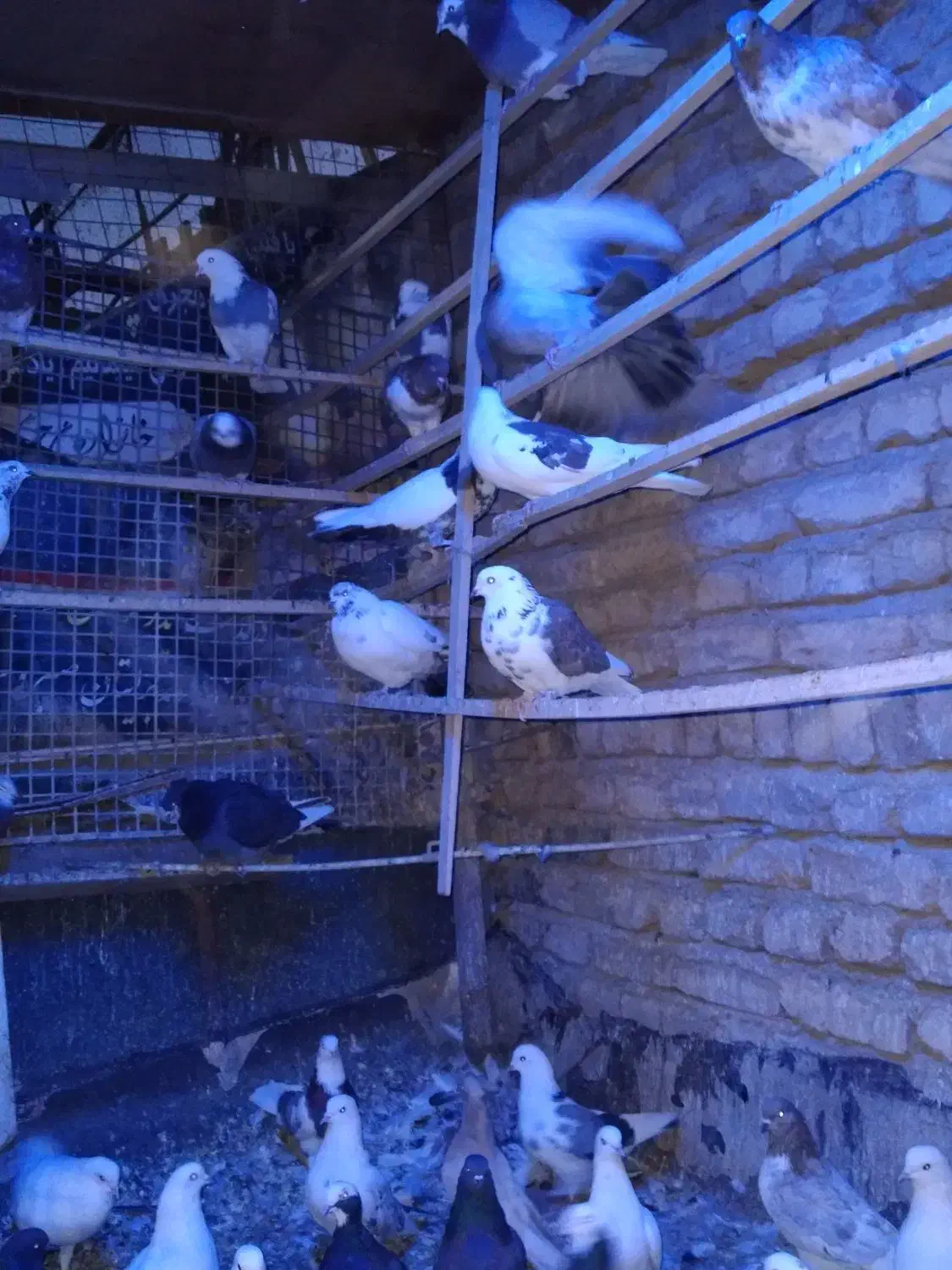 تعداد ۵۰ عددکبوتریکجا|پرنده|رباط‌کریم, الارد|دیوار