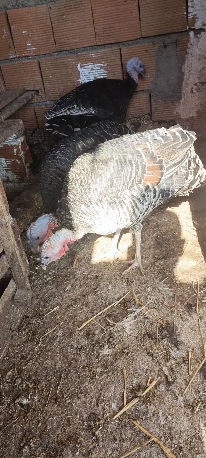 دو عدد بوقلمون درشت و سالم|حیوانات مزرعه|گرگان, |دیوار