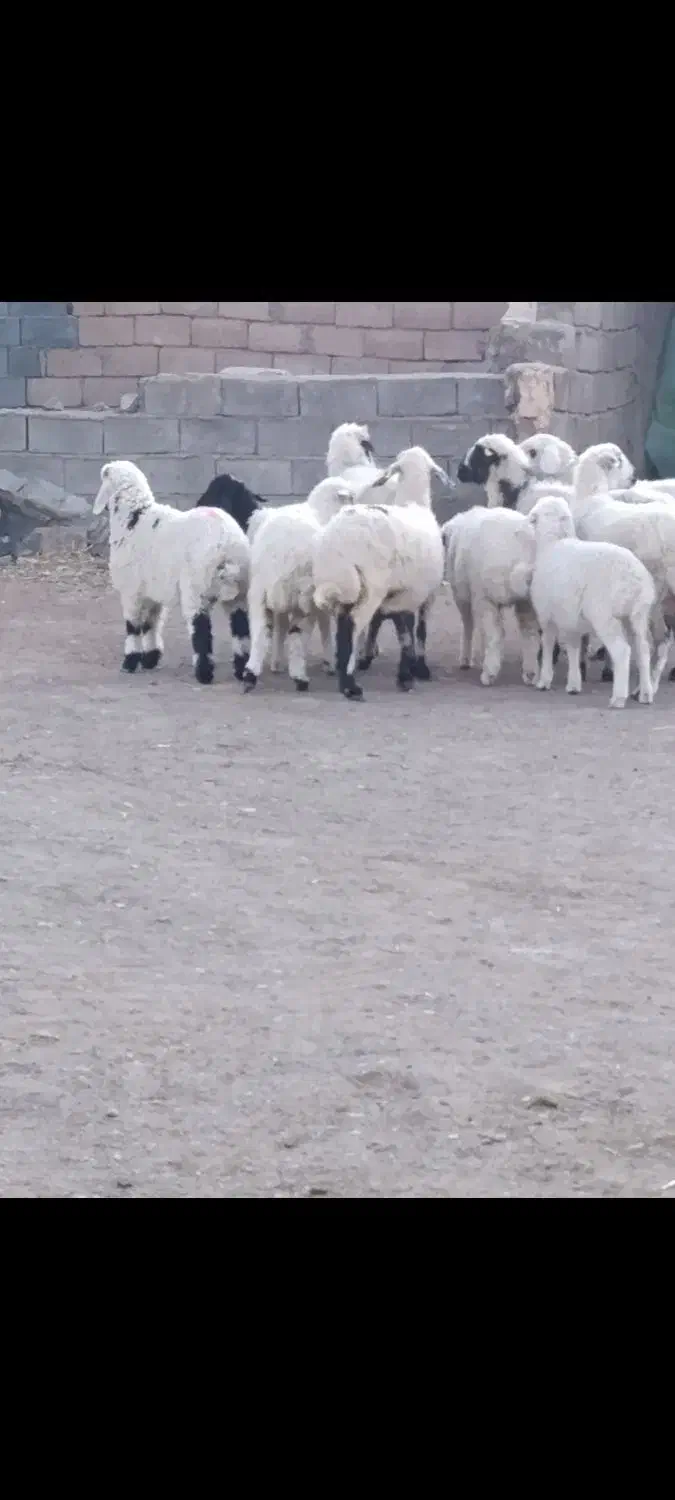 5عدد میش باغینی بره بزرگ و میش ها دوباره قوچ خورد|حیوانات مزرعه|کرمان, |دیوار