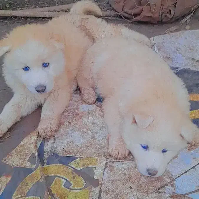 هاسکی|سگ|رشت, حومه رشت|دیوار