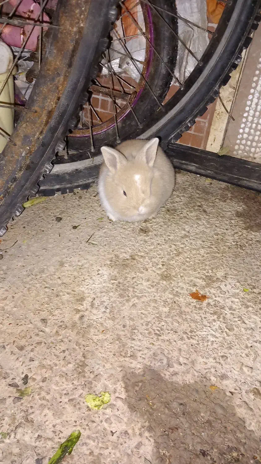 خرگوش های لپ و جرسی|موش و خرگوش|آمل, |دیوار