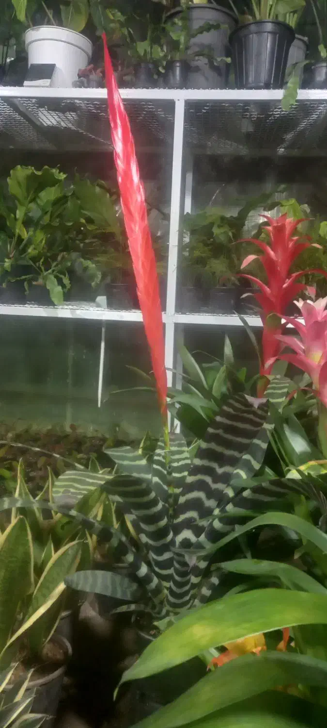 فروش گلهای اپارتمانی و تزئینی خاص|گل و گیاه طبیعی|مشکین‌دشت, |دیوار