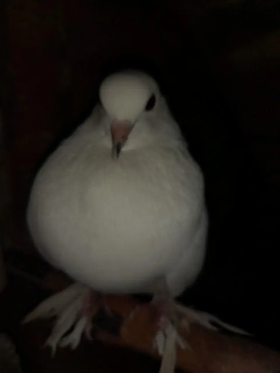 کبوتر سفید نر|پرنده|ساری, |دیوار