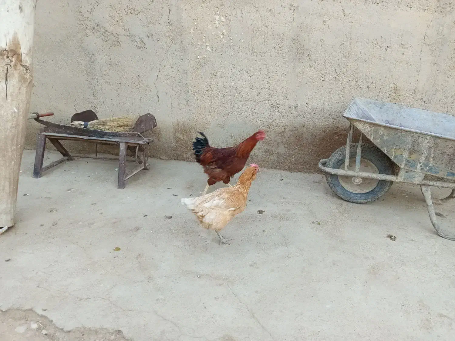 مرغ و خروس|حیوانات مزرعه|کرانی, |دیوار