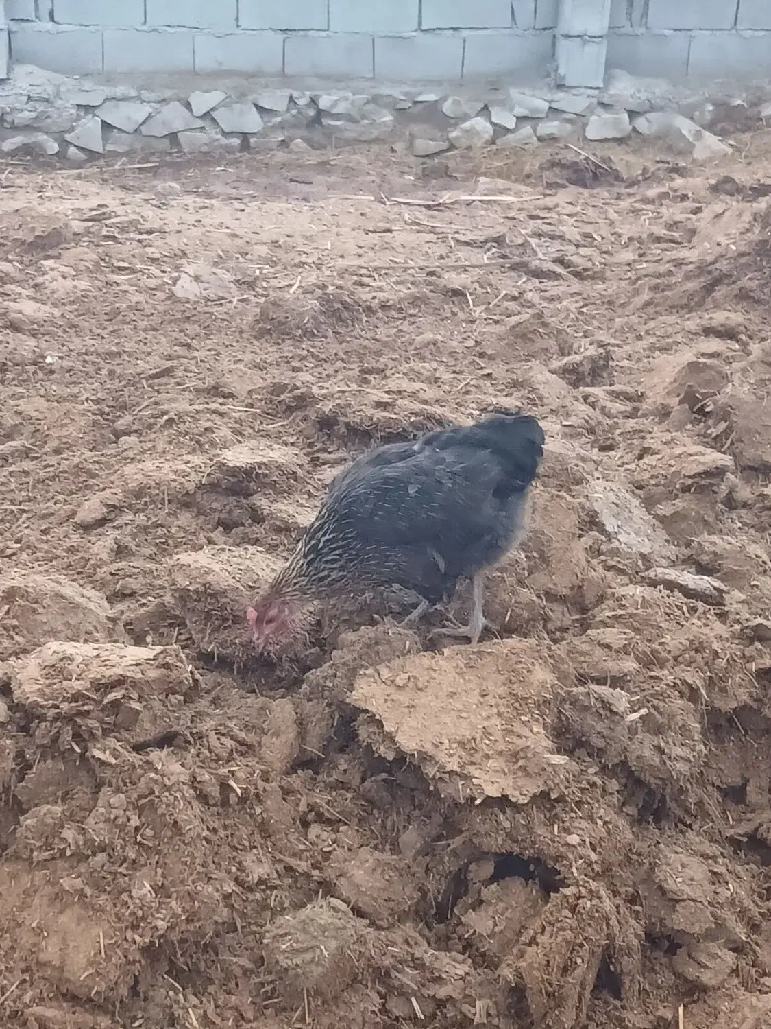 مرغ محلی|حیوانات مزرعه|دهدشت, |دیوار