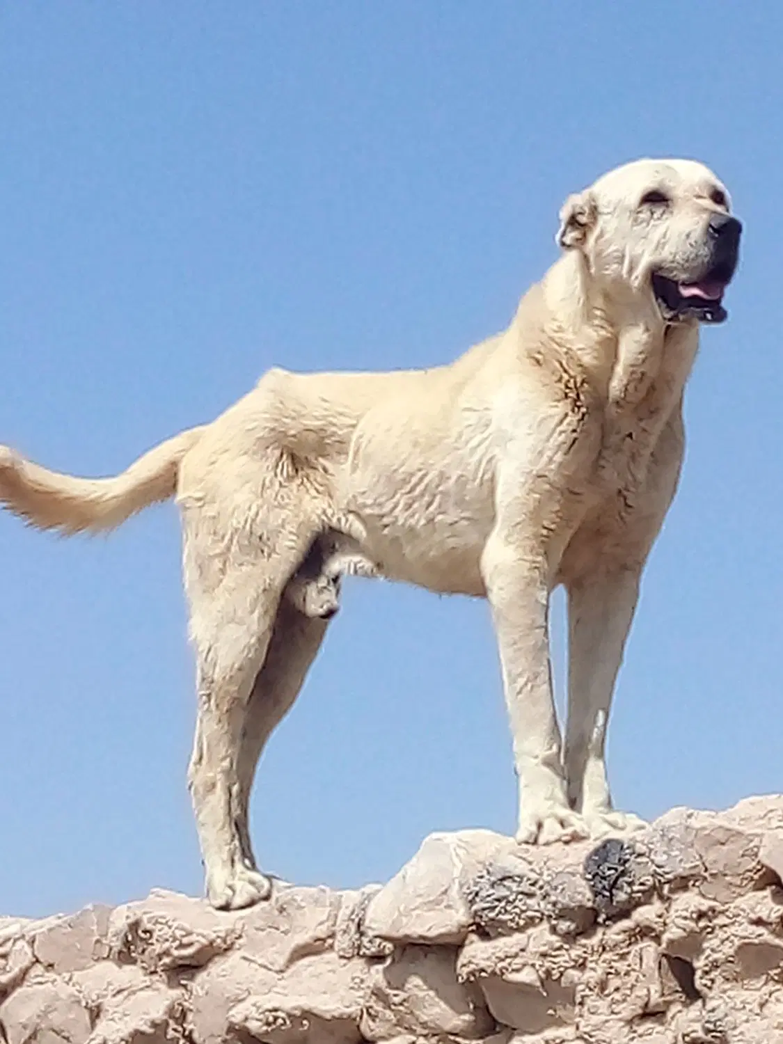 سگ گوسفندی|سگ|شیروان (خراسان), |دیوار
