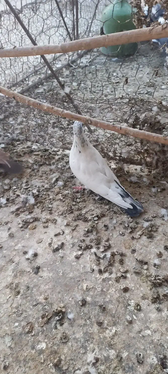 کبوتر|پرنده|سمنان, |دیوار