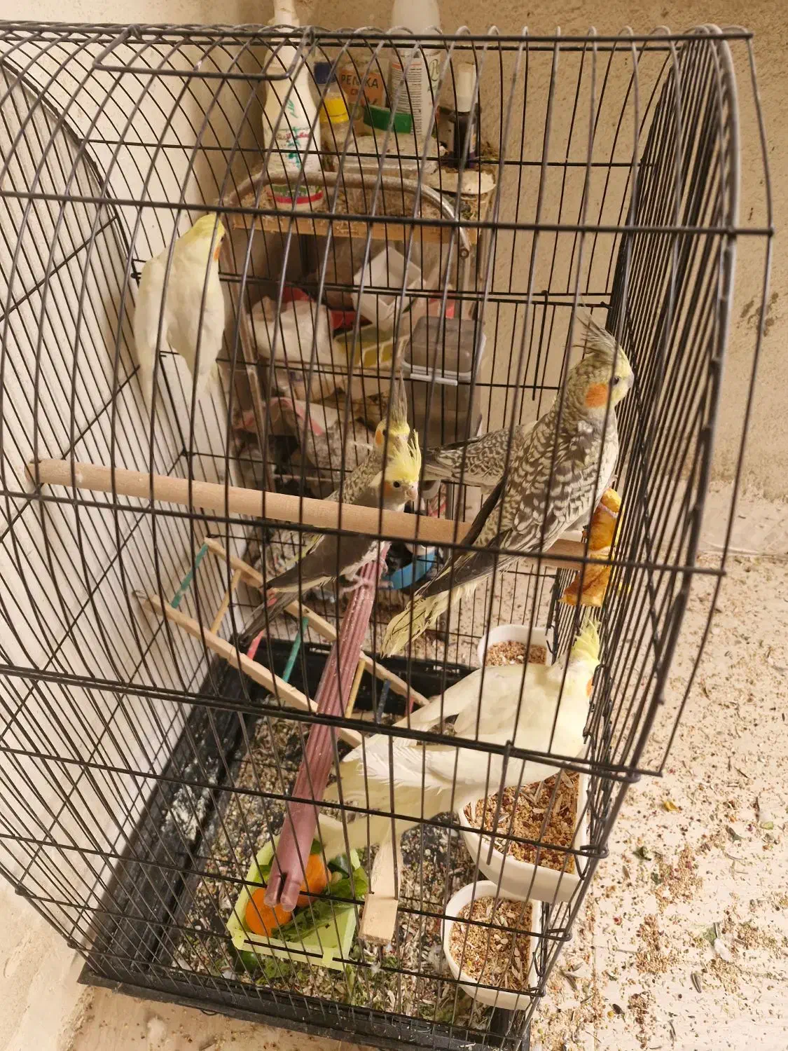 عروس هلندی|پرنده|صدرا-فارس, فاز ۱|دیوار