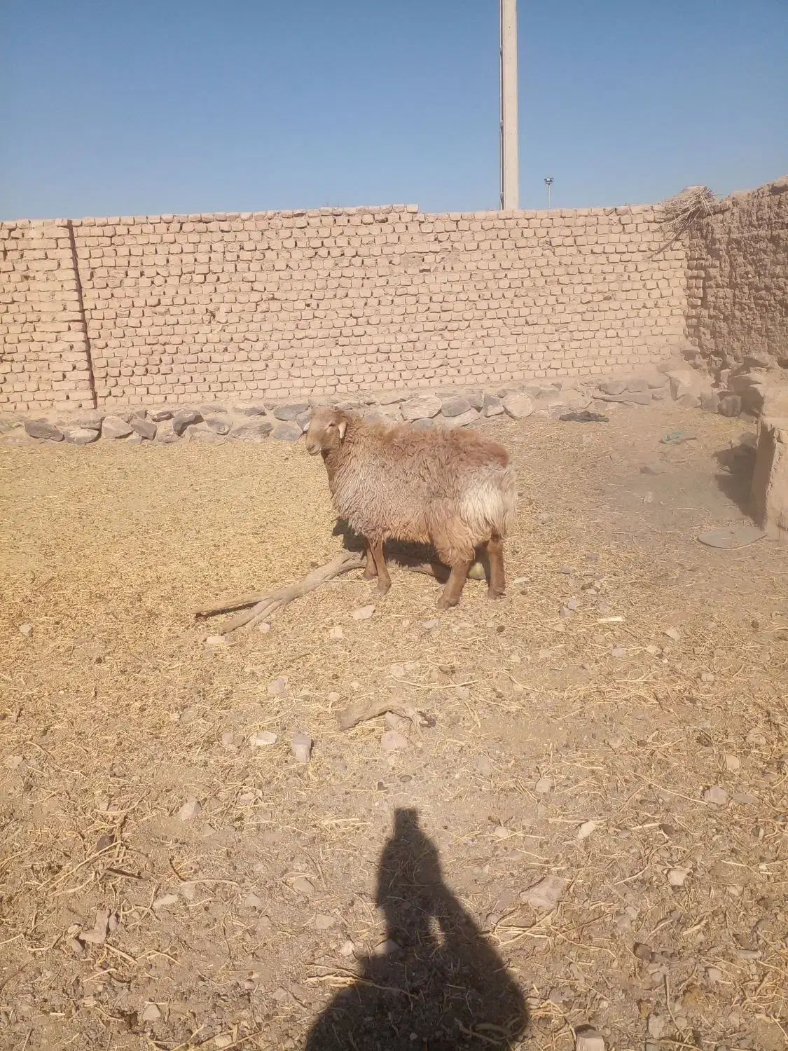 چهار راس بره نر چاق چاق|حیوانات مزرعه|گزیک, |دیوار