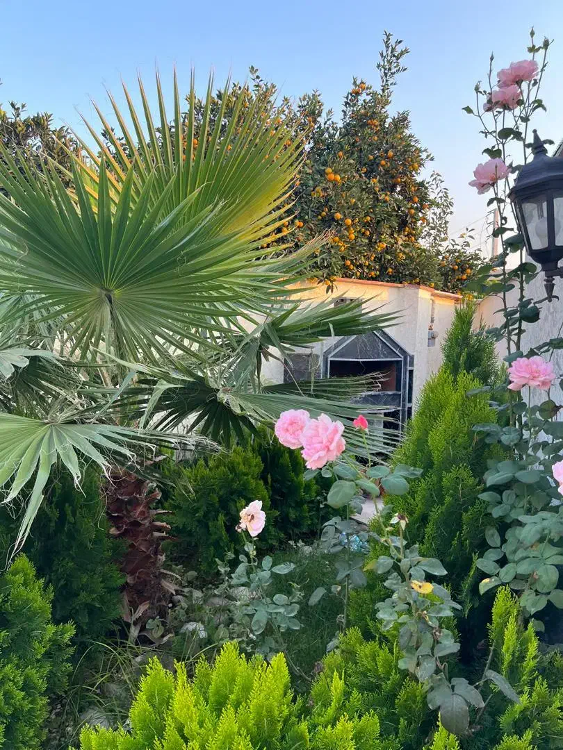 فروش ویلای بسیار زیبا استخر دار در جاده نظامی|فروش خانه و ویلا|قائم‌شهر, |دیوار