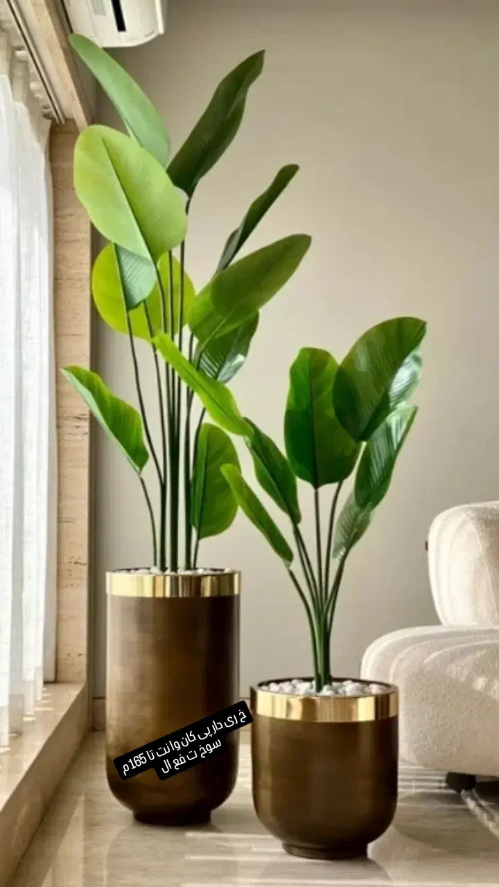 گلدان فروشی|گل و گیاه طبیعی|ایرانشهر, |دیوار