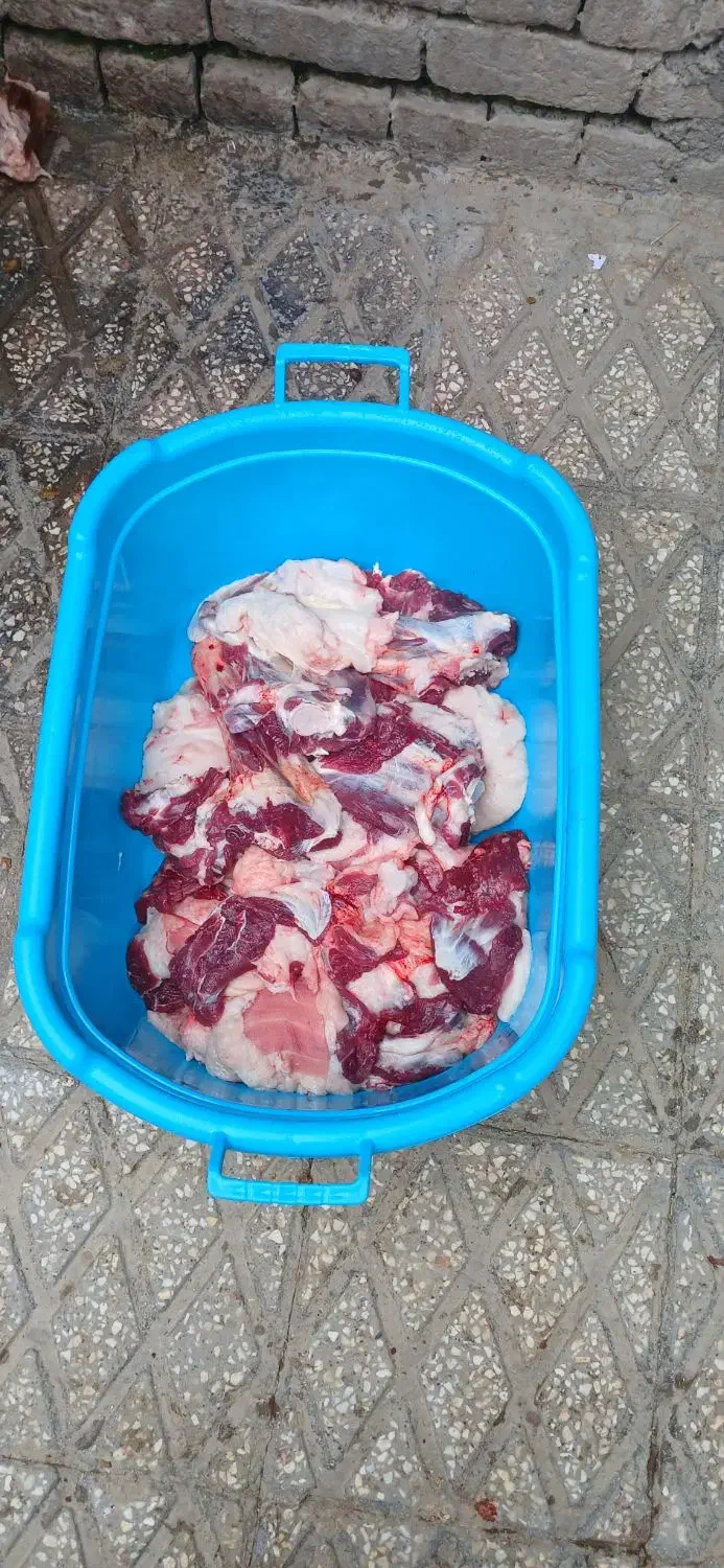 انواع گوسفند چاق کشتاری|حیوانات مزرعه|بروجرد, |دیوار