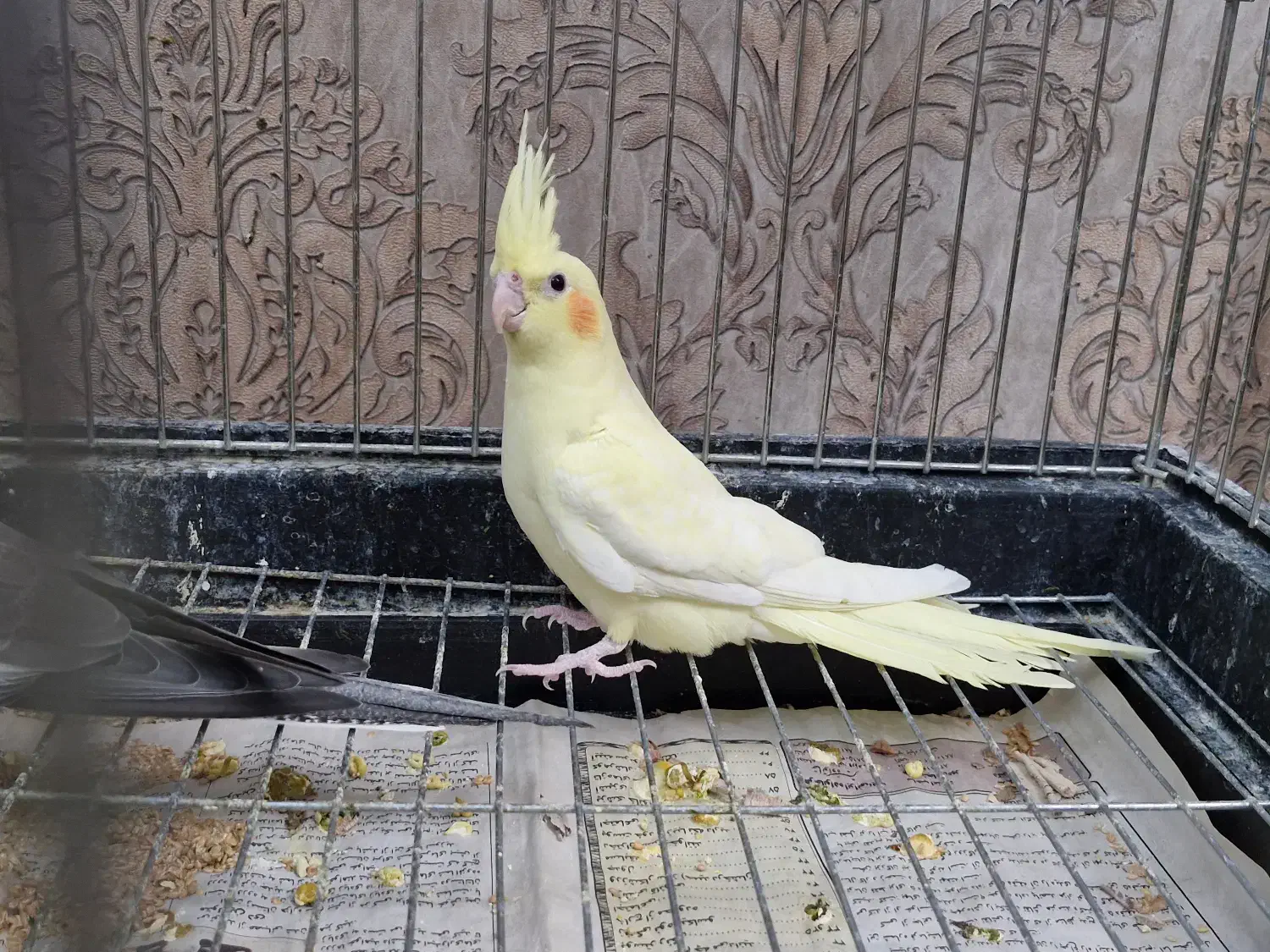 سالن پرورش طوطی عروس هلندی-خرید مستقیم ازپرورشگاه|پرنده|تبریز, |دیوار