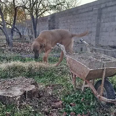 سگ سرابی|سگ|شبستر, |دیوار