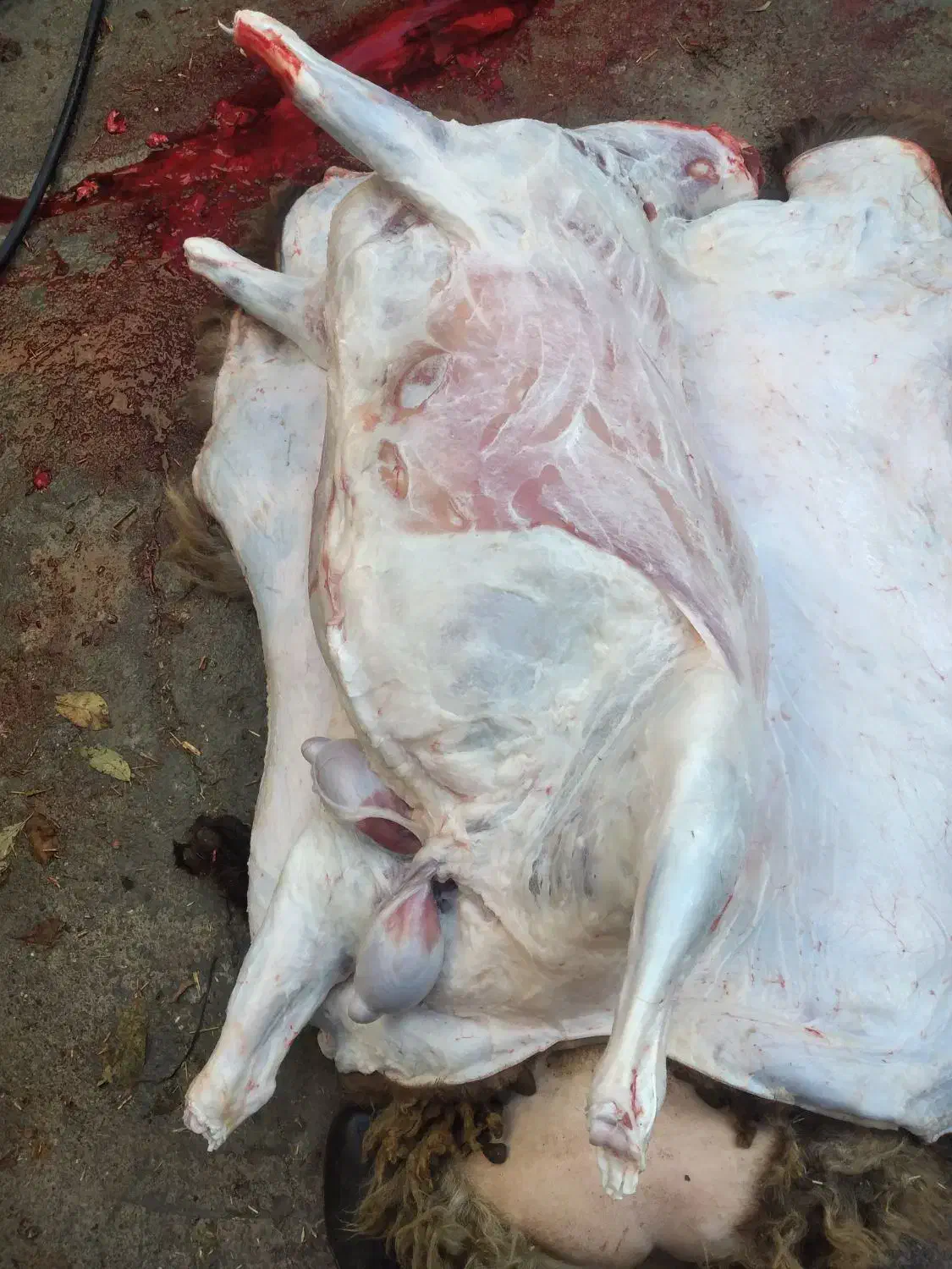 قصاب سیار در محل|خدمات پذیرایی، مراسم|ارومیه, |دیوار