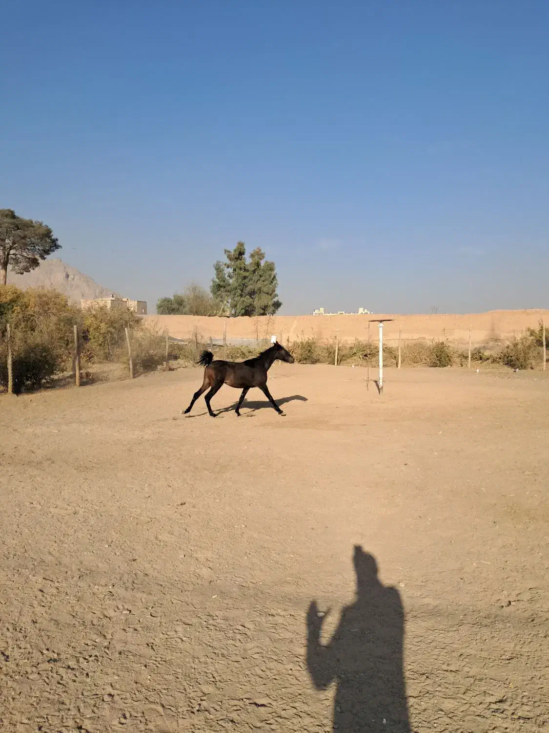 اسب انسیاتور|اسب و تجهیزات اسب‌سواری|خمینی‌شهر, |دیوار