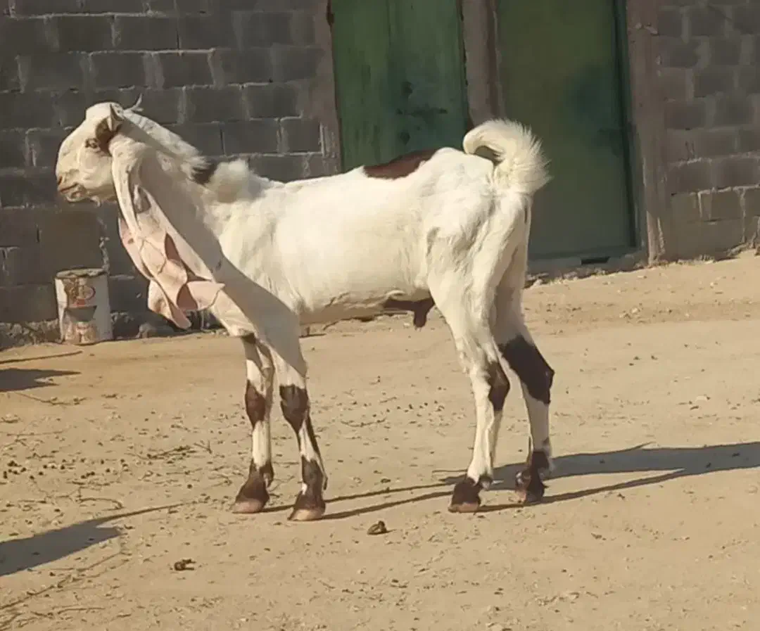فروش بز و کهره و پازن کاموری و گلابی|حیوانات مزرعه|علامرودشت, |دیوار