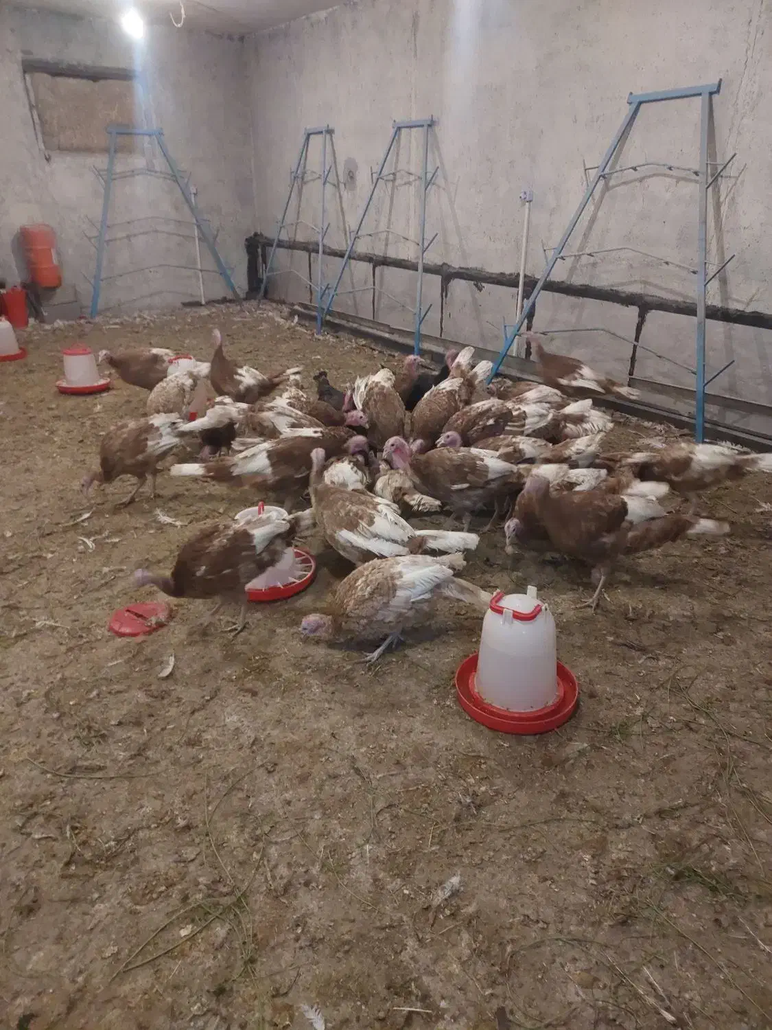 فروش بوقلمون ماده نژاد بوربورن|حیوانات مزرعه|خوی, |دیوار