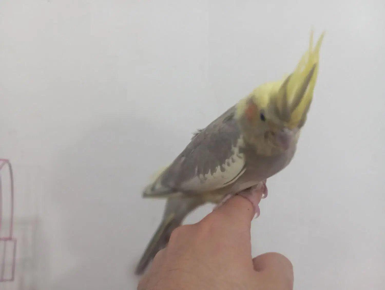 عروس هلندی دوماهه اماده یادگیری وتعلیم|پرنده|دماوند, گیلاوند|دیوار