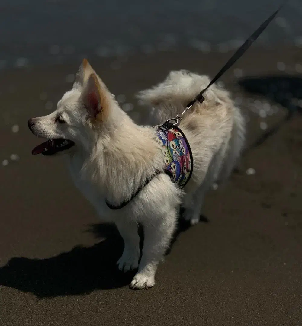 واگذاری رایگان پامر|سگ|شهریار, شهرک شاهد|دیوار