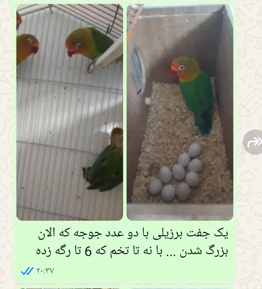 ملنگو  برزیلی عروس هلندی فنج مرغ عشق|پرنده|تهران, خلیج فارس|دیوار