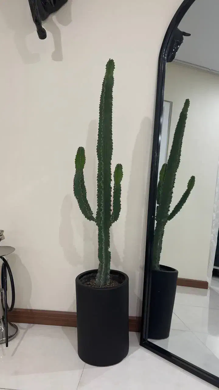 گیاه کاکتوس|گل و گیاه طبیعی|کرج, گوهردشت|دیوار