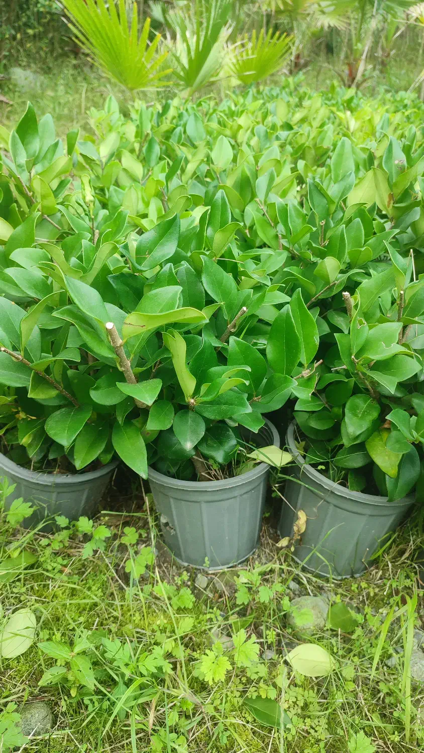 فروش یاس|گل و گیاه طبیعی|چابکسر, |دیوار