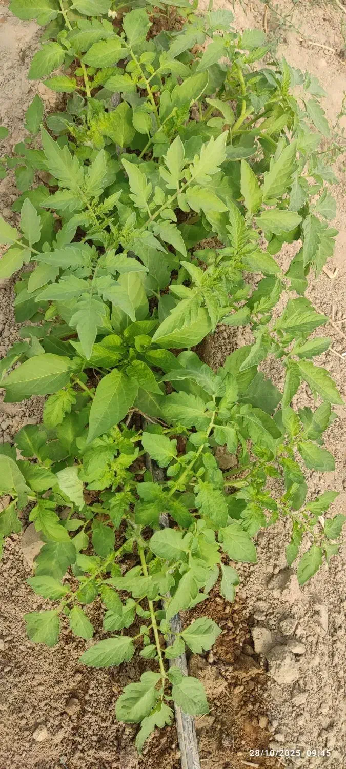 نهال گوجه|حراج|زهک, |دیوار