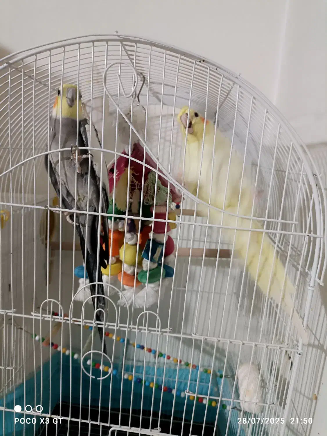 جفت عروس طوطی|پرنده|محمدیه-قزوین, |دیوار